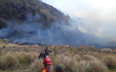 Karhutla Landa Kawasan Gunung Bromo, Upaya Pemadaman Telah Dilakukan