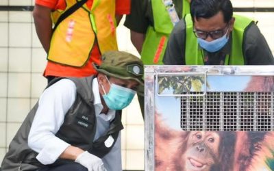 Jadi Korban Perdagangan Satwa Ilegal, Orangutan Heera Dipulangkan dari India ke Sumut