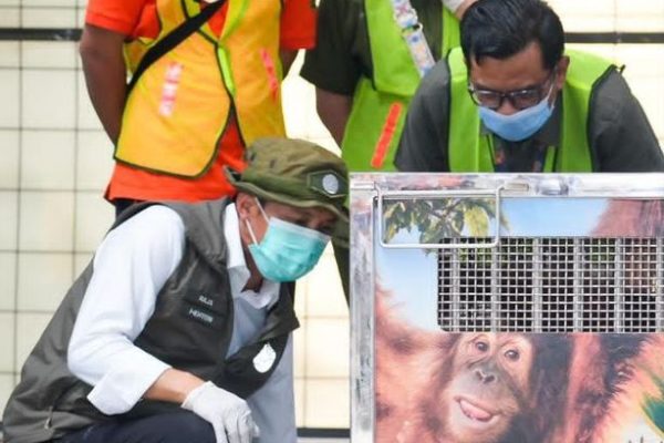 Jadi Korban Perdagangan Satwa Ilegal, Orangutan Heera Dipulangkan dari India ke Sumut